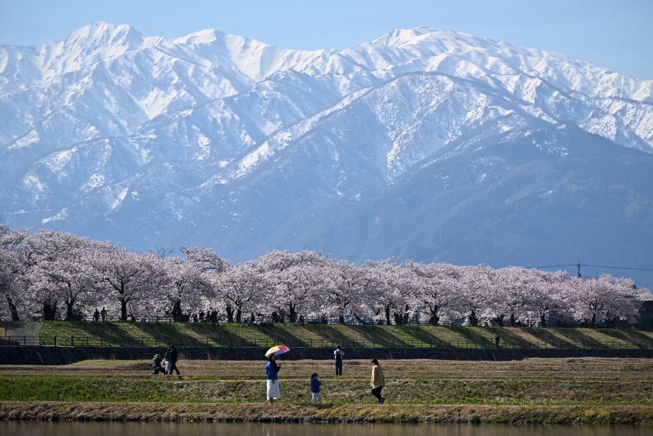残雪の立山連峰と桜並木