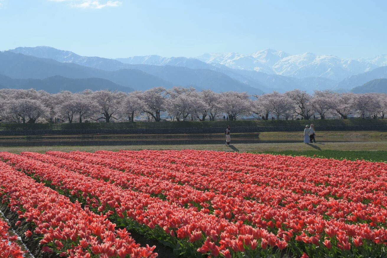 チューリップ畑と桜並木と立山